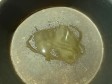 focaccine allo yogurt con le olive focaccine allo yogurt con le olive