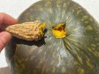 cuocere la zucca in friggitrice ad aria